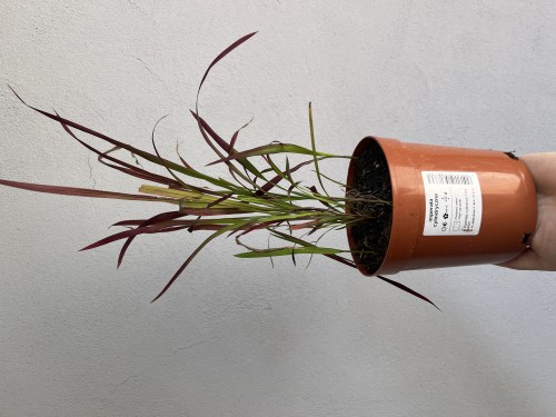 Imperata cylindryczna 'Red Baron'