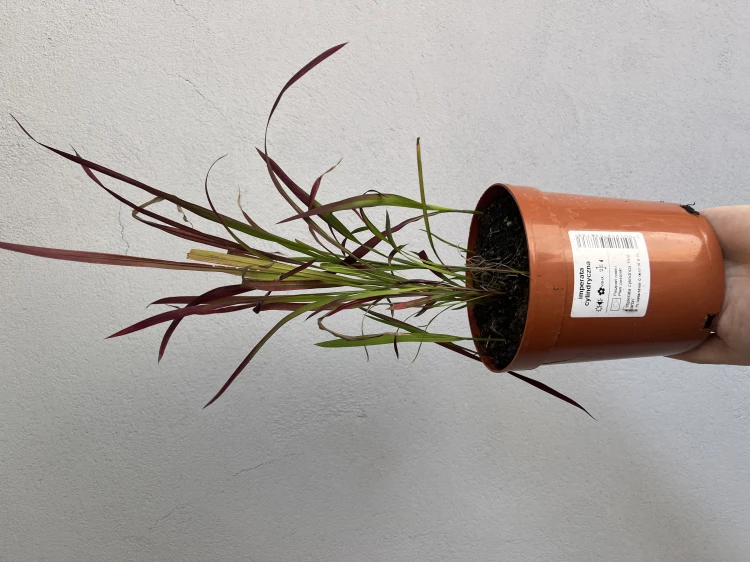 Imperata cylindryczna 'Red Baron'