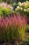 Imperata cylindryczna 'Red Baron'