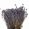Lawenda suszona