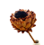Suszony karczoch (Cynara) orange xl