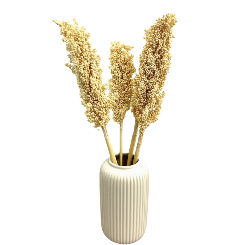 Suszone sorgo bielone 5 szt.