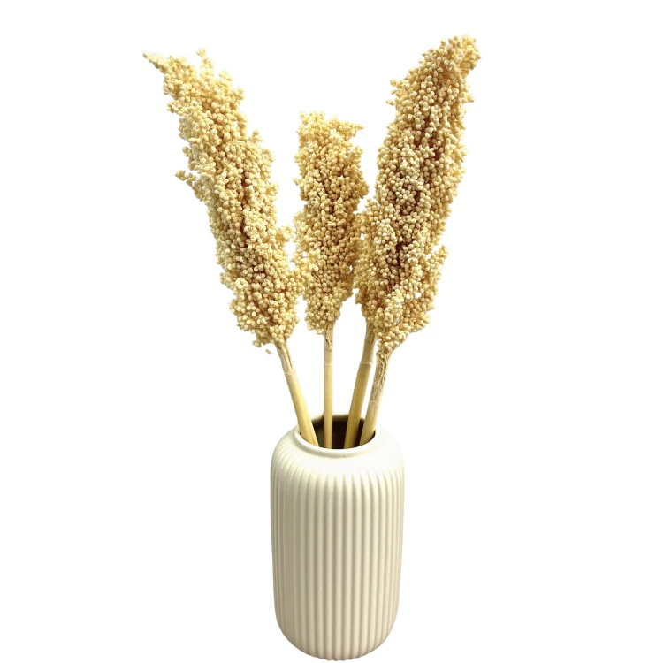 Suszone sorgo bielone 5 szt.