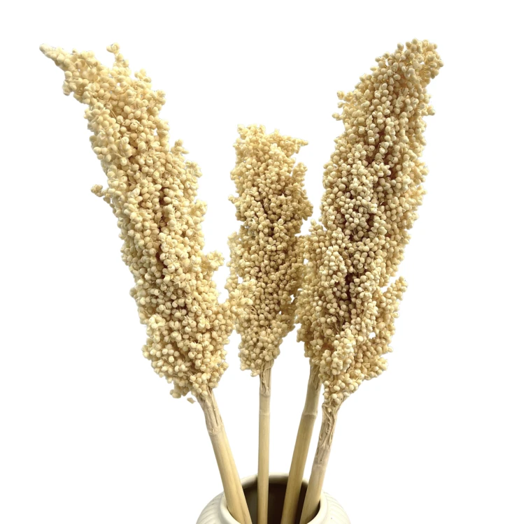 Suszone sorgo bielone 5 szt.