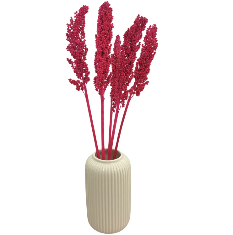 Suszone sorgo fuksja 5 szt.