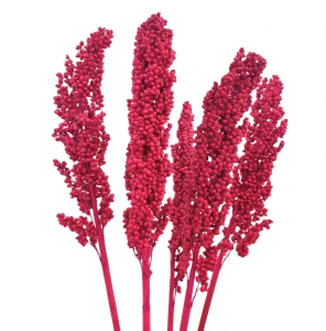 Suszone sorgo fuksja 5 szt. - suszone zboża
