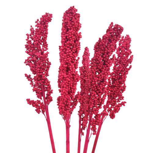 Suszone sorgo fuksja 5 szt.