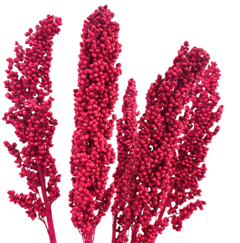 Suszone sorgo fuksja 5 szt.