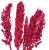 Suszone sorgo fuksja 5 szt.
