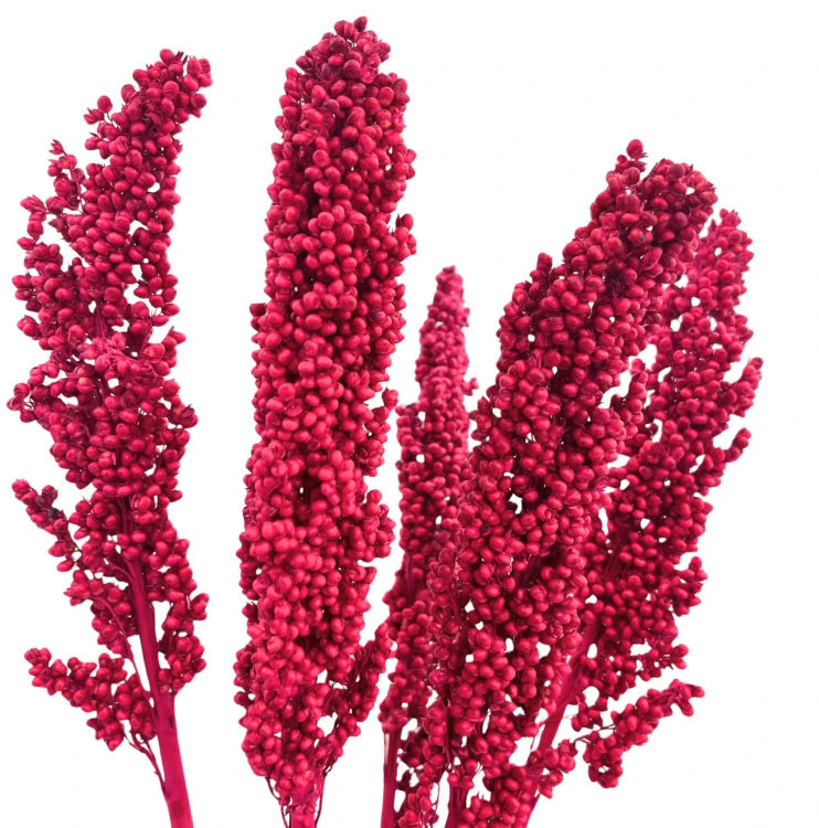 Suszone sorgo fuksja 5 szt.