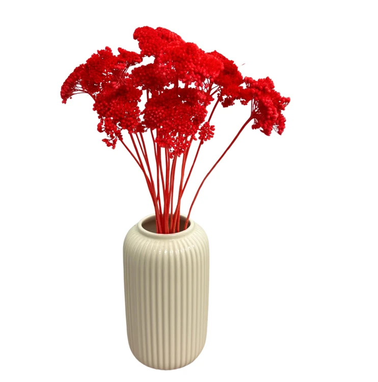 Krwawnik suszony koralowy (Achillea)