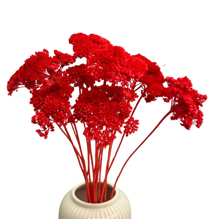 Krwawnik suszony koralowy (Achillea)