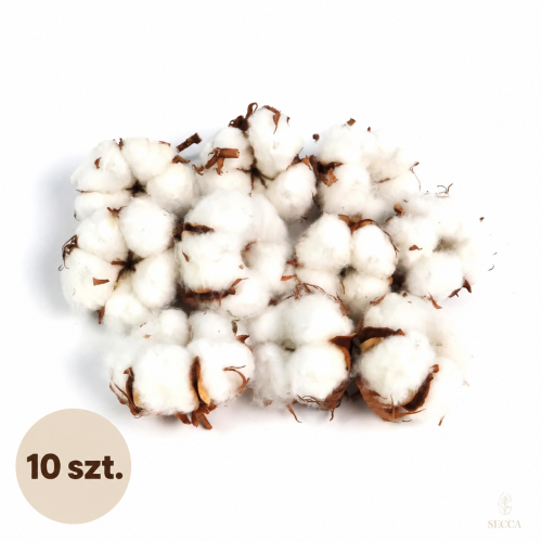 Kwiat suszonej bawełny 10 szt.