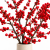Ilex - ostrokrzew 5 szt.