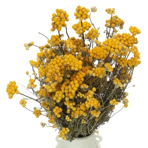 Lonas naturalny  - suszone kwiaty - bukiet