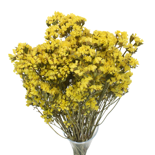 Zatrwian wrębny (limonium) - suszone kwiaty