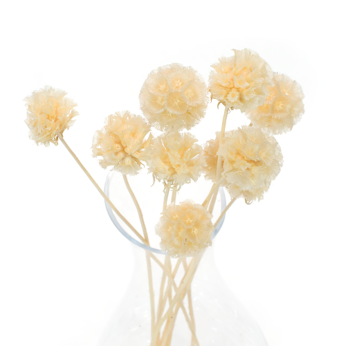 Driakiew (scabiosa) biała