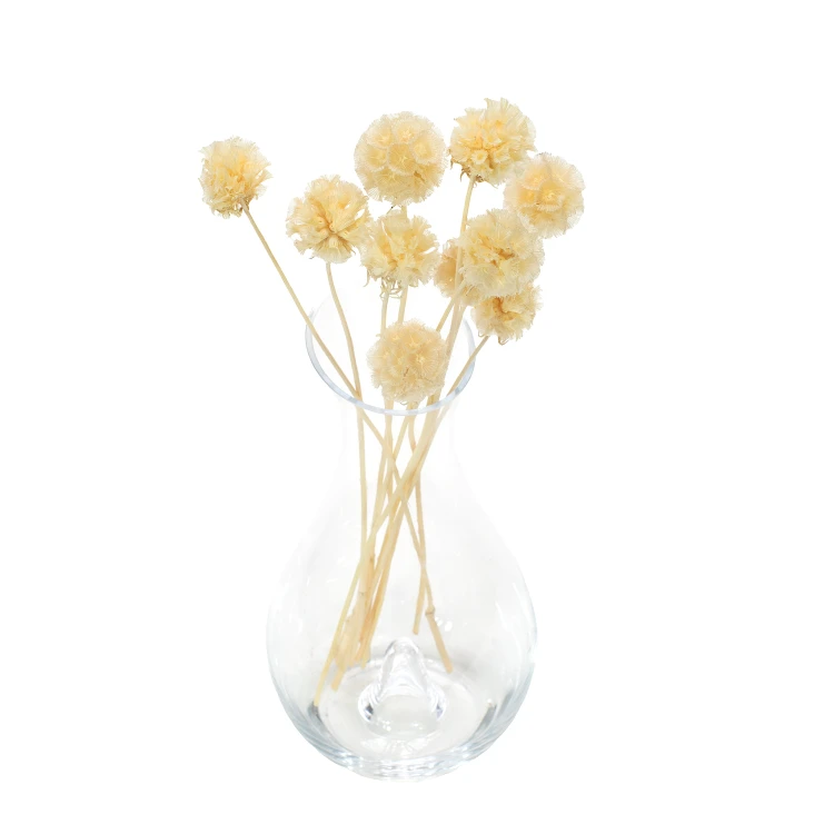 Driakiew (scabiosa) biała