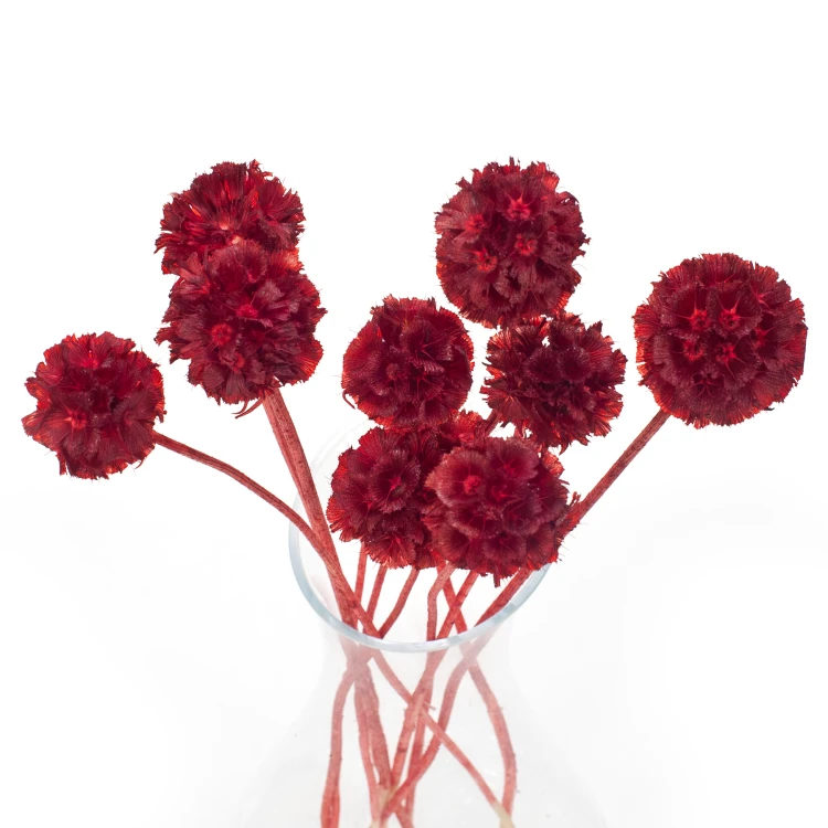 Driakiew (scabiosa) czerwona