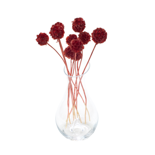 Driakiew (scabiosa) czerwona