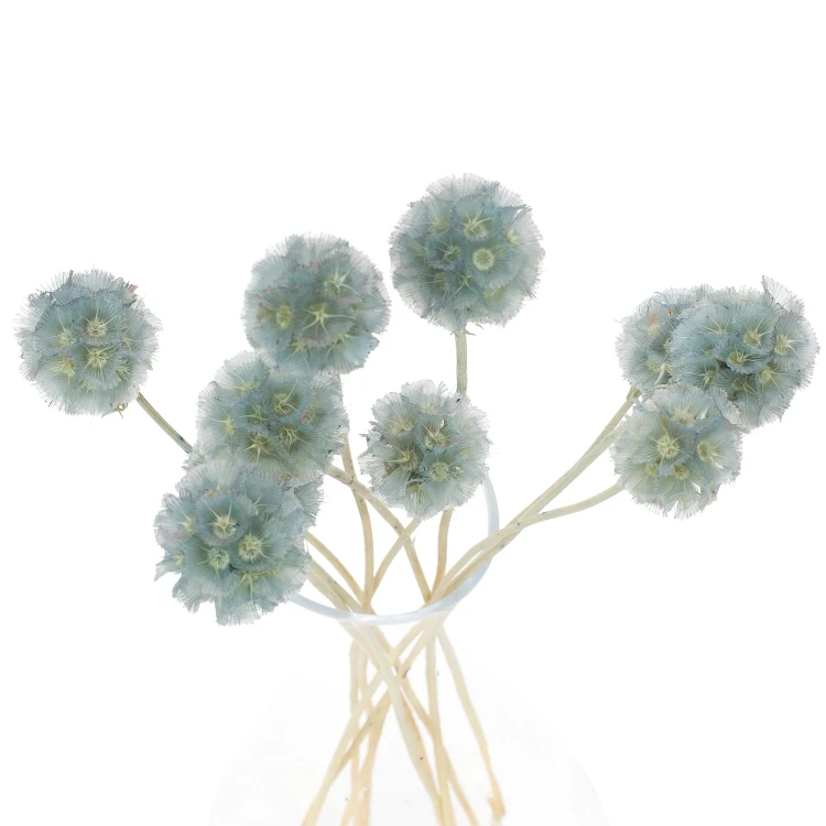 Driakiew (scabiosa) jasnoniebieska