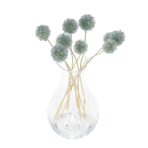 Driakiew (scabiosa) jasnoniebieska