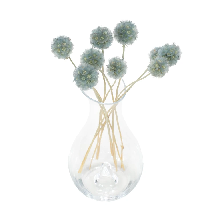 Driakiew (scabiosa) jasnoniebieska
