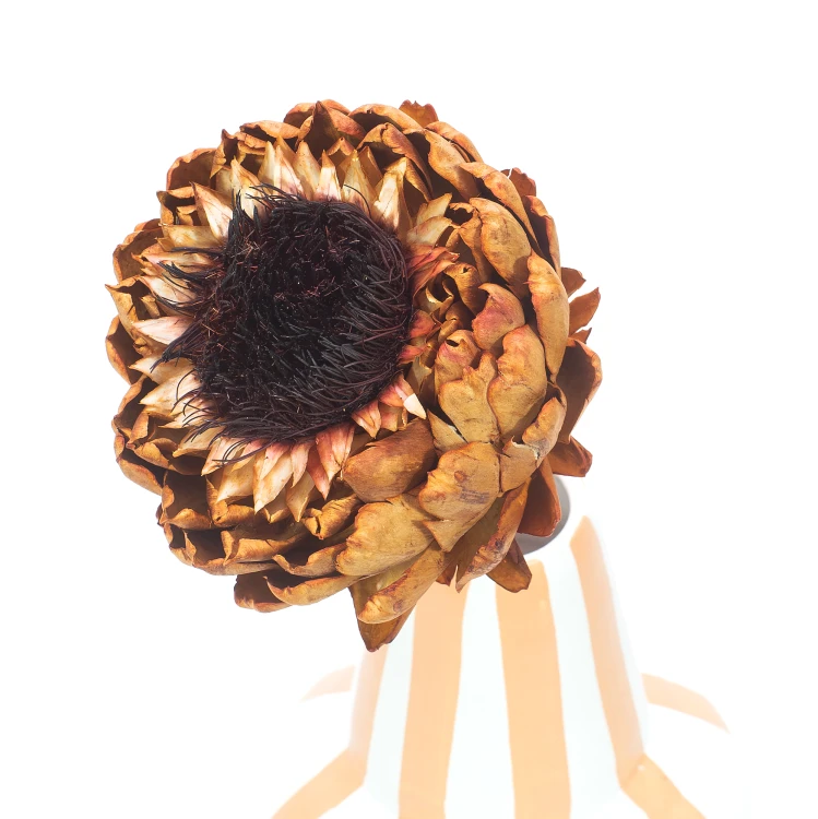 Suszony karczoch (Cynara) orange xl