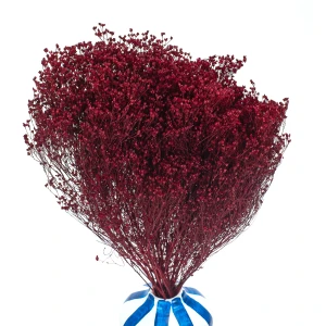 Broom Bloom suszony burgundowy - żarnowiec - suszone kwiaty