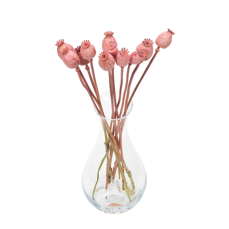 Suszona makówka