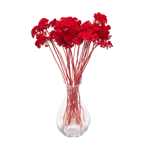Krwawnik suszony koralowy (Achillea)