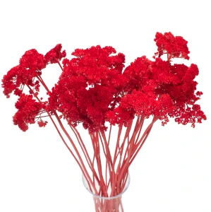 Krwawnik suszony koralowy (Achillea) - suszone kwiaty