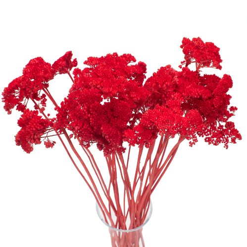 Krwawnik suszony koralowy (Achillea)