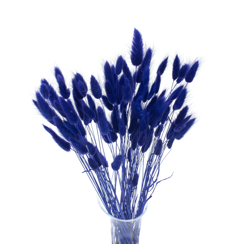 Lagurus suszony ciemny fioletowy (irys)