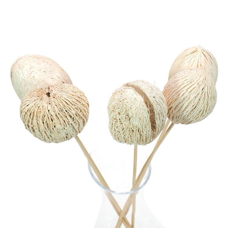 Kula Mintola (Mintola Ball)
