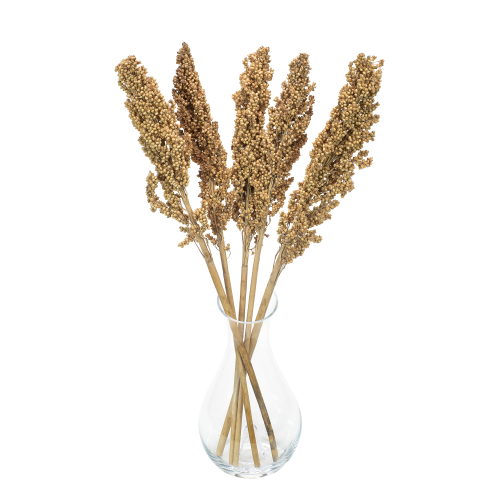 Suszone sorgo naturalne 5 szt.