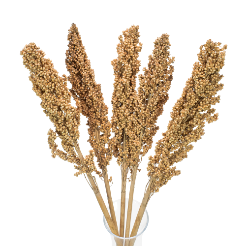 Suszone sorgo naturalne 5 szt.