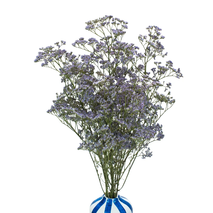 Limonium jasnofioletowe - suszone kwiaty