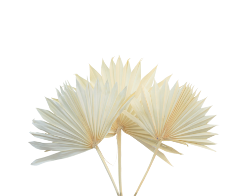 Suszony Liść palmy bielony "Palm Sun"