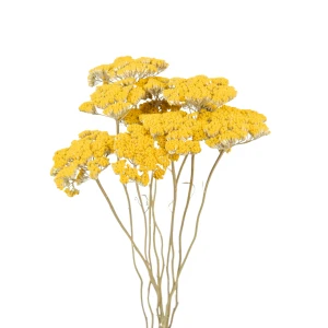 Dried yellow achillea