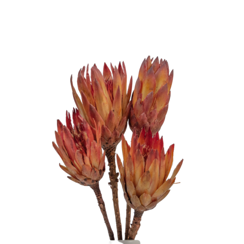 Suszona protea