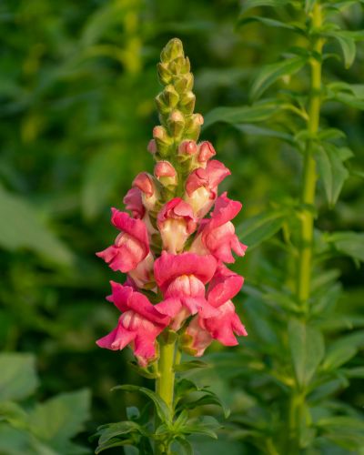 Lwia paszcza (Antirrhinum majus)