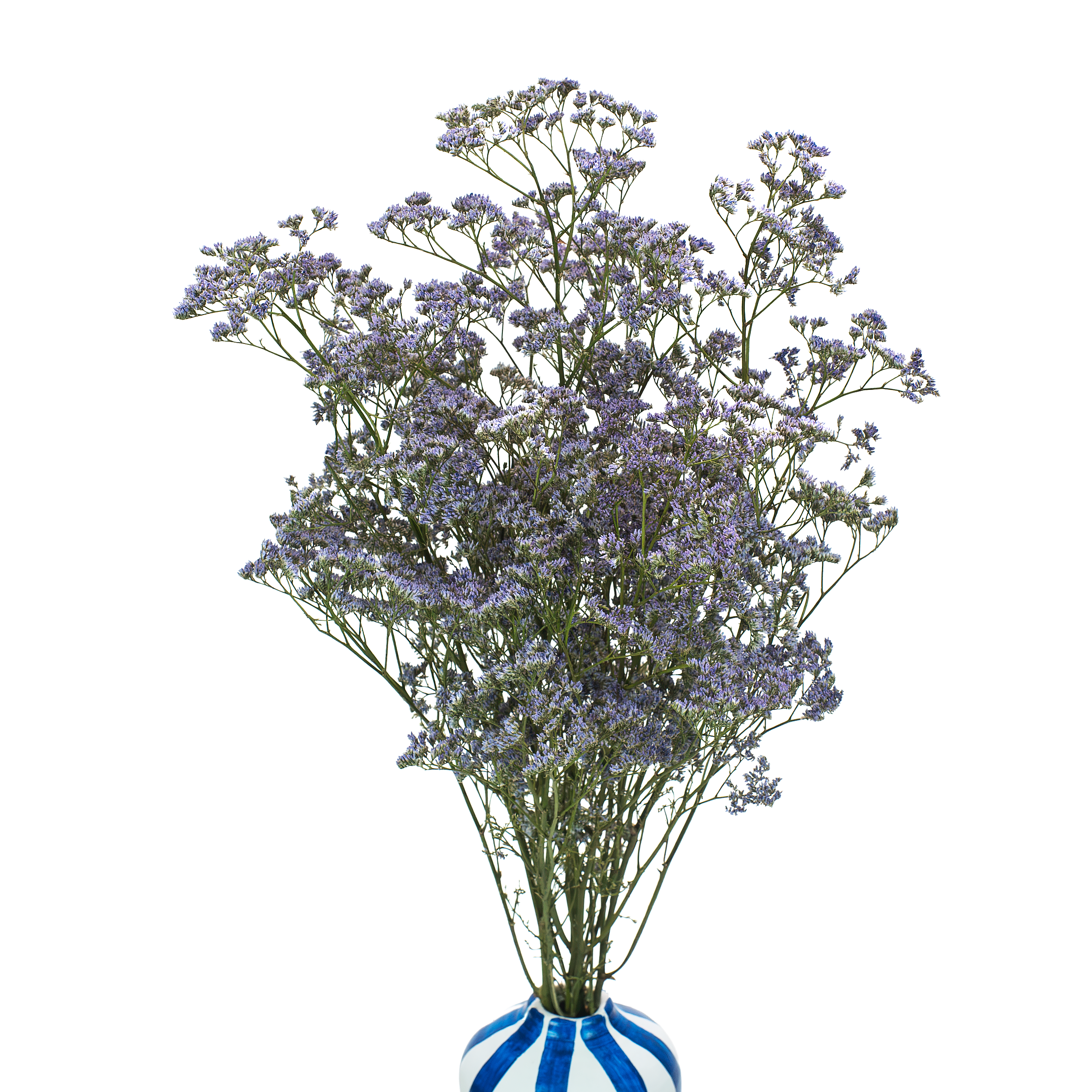 Zatrwian (limonium) szerokolistny suszony jasnofioletowy 5 szt. bukiet