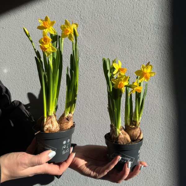 Wiosenne Kwiaty: Przewodnik po Najpiękniejszych Roślinach