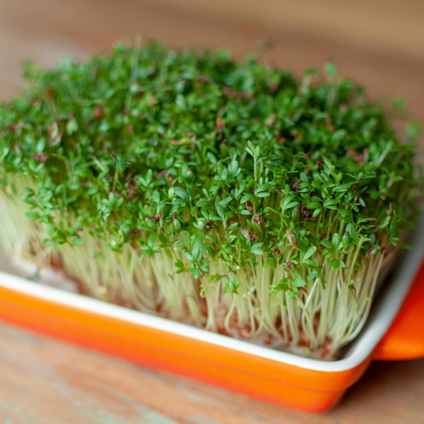 Jak posiać rzeżuchę: Praktyczny przewodnik