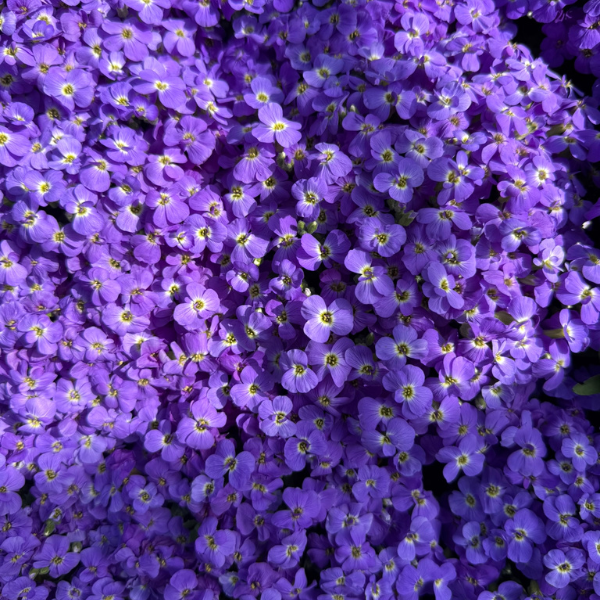 Byliny wieloletnie zimujące w gruncie