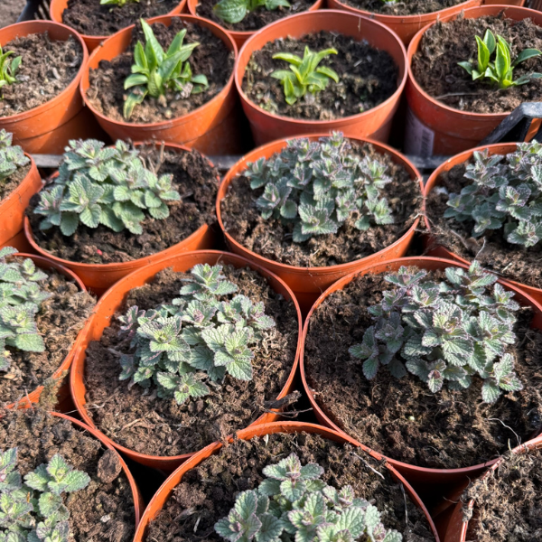 Paszport Roślin: Klucz do bezpiecznego handlu roślinami