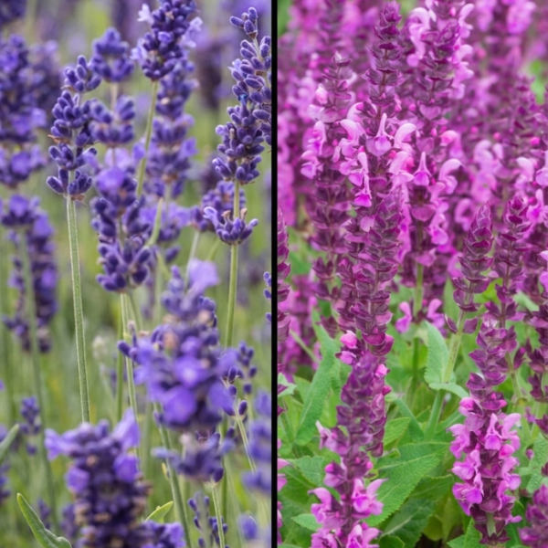 Lawenda czy szałwia omszona: którą roślinę wybrać?