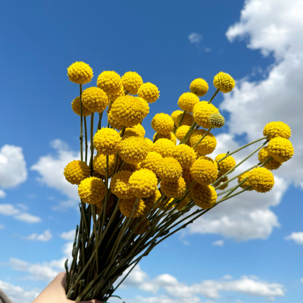 Rośliny na suche bukiety, które warto znać cz.1