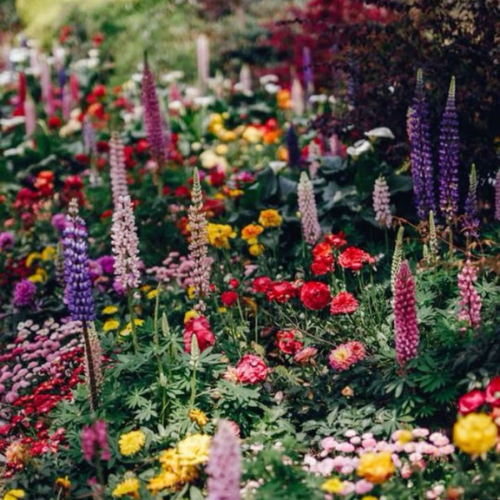 Co kwitnie w czerwcu: Przewodnik po roślinach i kwiatach czerwcowych